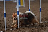 wedstrijd agility friends zaterdag