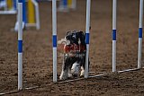 wedstrijd agility friends zaterdag