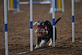 wedstrijd agility friends zaterdag