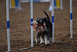 wedstrijd agility friends zaterdag