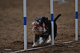 wedstrijd agility friends zaterdag