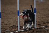 wedstrijd agility friends zaterdag