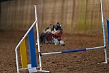 wedstrijd agility friends zaterdag