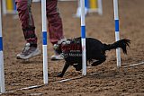 wedstrijd agility friends zaterdag