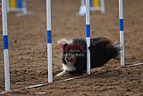 wedstrijd agility friends zaterdag