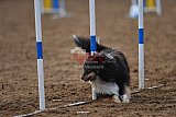 wedstrijd agility friends zaterdag