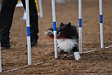 wedstrijd agility friends zaterdag