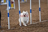 wedstrijd agility friends zaterdag