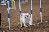 wedstrijd agility friends zaterdag