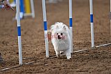 wedstrijd agility friends zaterdag