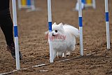 wedstrijd agility friends zaterdag