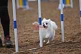 wedstrijd agility friends zaterdag