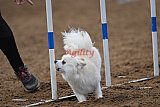 wedstrijd agility friends zaterdag