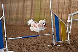 wedstrijd agility friends zaterdag