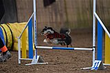 wedstrijd agility friends zaterdag