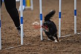 wedstrijd agility friends zaterdag