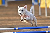 wedstrijd agility friends zondag