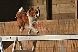 wedstrijd agility friends zondag