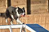wedstrijd agility friends zondag