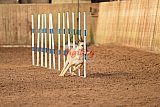 wedstrijd agility friends zondag