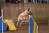 wedstrijd agility friends zondag