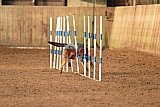 wedstrijd agility friends zondag