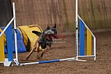 wedstrijd agility friends zondag