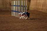 wedstrijd agility friends zondag
