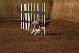wedstrijd agility friends zondag
