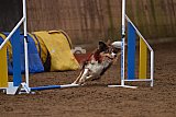 wedstrijd agility friends zondag