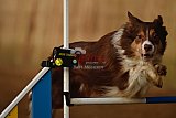 wedstrijd agility friends zondag