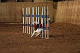 wedstrijd agility friends zondag