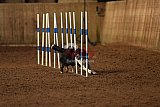 wedstrijd agility friends zondag