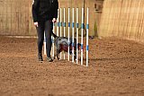 wedstrijd agility friends zondag