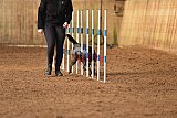wedstrijd agility friends zondag