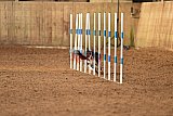 wedstrijd agility friends zondag