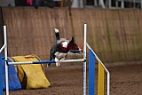 wedstrijd agility friends zondag