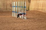 wedstrijd agility friends zondag