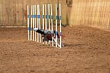 wedstrijd agility friends zondag