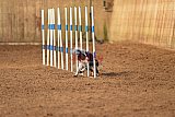 wedstrijd agility friends zondag