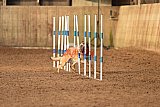 wedstrijd agility friends zondag
