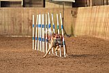wedstrijd agility friends zondag