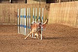 wedstrijd agility friends zondag