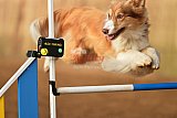 wedstrijd agility friends zondag