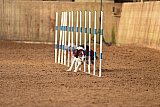 wedstrijd agility friends zondag