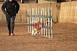 wedstrijd agility friends zondag