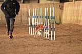 wedstrijd agility friends zondag
