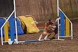 wedstrijd agility friends zondag