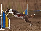 wedstrijd agility friends zondag
