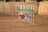 wedstrijd agility friends zondag